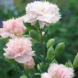 La France Carnation Seeds | Non-GMO | New | Seed Store | 1252
