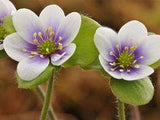 Hepatica americana 'Ashwood Flare' Flower Delivery