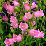 50 Seeds Canterbury Bells Terry pink Flower Perennial Balcony Outdoor Cut Organic