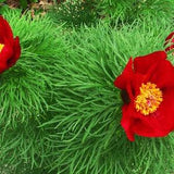 FERN-LEAF PEONY Huge Flowers! Paeonia Tenuifolia Hardy Shrub Seeds