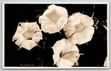 RPPC Daytura Lily Flower Utah Parks Co c1930s  Postcard E23