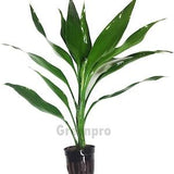 Greenpro Lucky Bamboo Dracaena Sanderiana Green Potted Live Aquatic Aquarium Plants for Freshwater Fish Tank