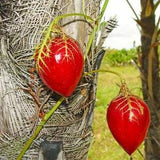 Passiflora foetida var. gossypiifolia - Cottonleaf passionflower - 5 Seeds