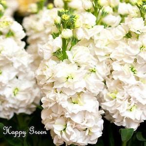 Stock white - Matthiola incana annua Excelsior - 150 seeds - Rare Flower