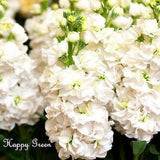 Stock white - Matthiola incana annua Excelsior - 150 seeds - Rare Flower