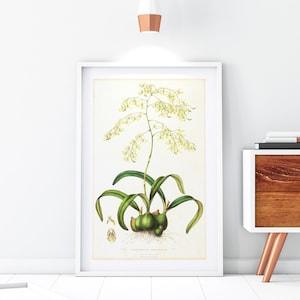 Orchid Giclee Art Print, Vintage Botanical Orchid Plant Illustration, Flower Kitchen Poster, Archival Quality Orchid Wall Art #130