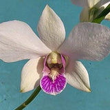 Dendrobium orchid in bloom white flowers burana charming white