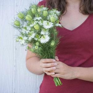 50 Nigella Albion Green Pod Seeds / Nigella Papillosa / Cut Flower / English Garden / Cottage Flower Seeds / Wedding Flowers / Wildflowers