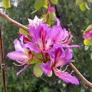 Bauhinia Purpurea, Pink/Purple Orchid Flowering Tree 10 Seeds, Camel's Foot USA