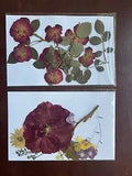 Two REAL Pressed flower no color enhancement 8.5x5.5 size