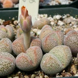 Dinteranthus Microspermus Puberulus Succulent Seeds