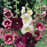 20 Indian Spring Hollyhock Seed Mix / Alcea Rosea Flower Seeds / Biennial / English Garden / Cottage Flowers / Wildflowers