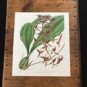 Dark-Flowered Gongora Orchid, Original Antique Hand Colored Curtis Botanical Engraving