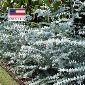 Baby Blue Seeds, Silver Leaved Mountain Gum, Powdered Gum, Mountain Silver Seeds - 5 Seeds (Eucalyptus pulverulenta)