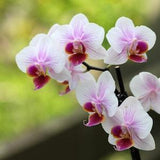 White and Pink Orchids
