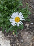 3x OX EYE DAISY FLOWER - Live Plants PERENNIAL bees BUTTERFLY garden
