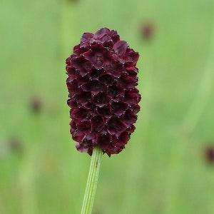 Culinary Burnet Sanquisorba minor ??Little Angel??  30+ seeds  NON-GMO salads, microgreens, herbal tincture