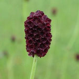 Culinary Burnet Sanquisorba minor ??Little Angel??  30+ seeds  NON-GMO salads, microgreens, herbal tincture