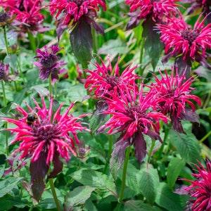 Monarda Panorama Mix Seeds, Bee Balm Seeds, Perennial Seeds, Flower Seeds