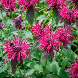 Monarda Panorama Mix Seeds, Bee Balm Seeds, Perennial Seeds, Flower Seeds