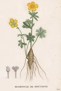 Ranunculus Flower Botanic Copper Stitch Engraving Saint-Hilaire Mountain Renunculus