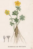 Ranunculus Flower Botanic Copper Stitch Engraving Saint-Hilaire Mountain Renunculus