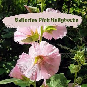 Hollyhock Ballerina Pink Flower Seeds