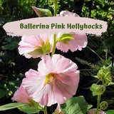 Hollyhock Ballerina Pink Flower Seeds