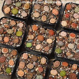Lithops-Pot-Soil-9 Mix plants