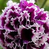 PURPLE PIROUETTE!!! Double Petunia Cascade A Trailing Bouquet! 10 Seeds