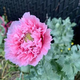 Pink Peony Poppy seeds