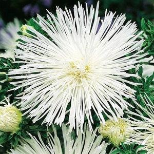 China Aster Tall Needle Beatrice White Flowers 1g - 200 NON GMO Seeds - Callistephus Chinensis