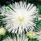 China Aster Tall Needle Beatrice White Flowers 1g - 200 NON GMO Seeds - Callistephus Chinensis