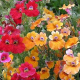50 Pcs  Nemesia Carnival Mix Flower Seeds-Nemesia Strumosa Nana Compacta- Beautiful Annual Flower/ (FL419)