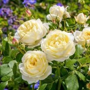 Sommon roses seeds  -20 seeds- code 604