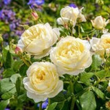 Sommon roses seeds  -20 seeds- code 604