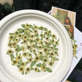 12PCS Real Pressed Dry Daisy Flower, Mini sunflower Flower with leaves FHT26