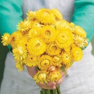 King Size Gold Strawflower SEEDS cut flower bouquet Helichrysum bracteatum dried flowers Dizzy Bees Urban Garden