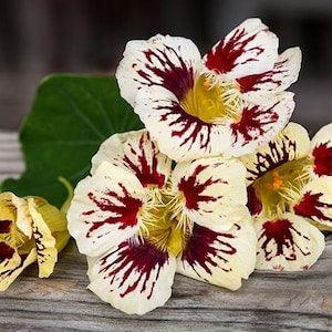 10 seeds Nasturtium ??Orchid Cream?? Tropaeolum majus
