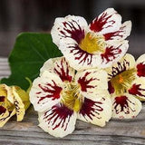 10 seeds Nasturtium ??Orchid Cream?? Tropaeolum majus