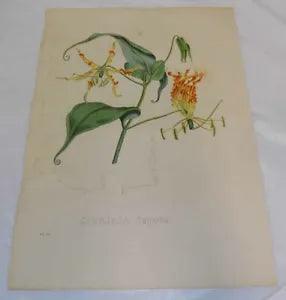 1828 Antique COLOR Flower Print///CREEPING LILY