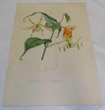 1828 Antique COLOR Flower Print///CREEPING LILY