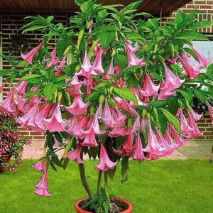 Brugmansia Pink - Brugmansia Suaveolens var. Pink - Angel??s Trumpets Pink - 5 Seeds