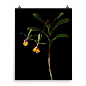 Flame Thrower Orchid Print Epicattleya Orchid Poster Epidendrum Orchid Wall Art Photo