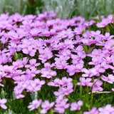 Silene Coeli Rosa Seeds Canada, Mixed Color Annual Catchfly Flower, Viscaria Oculata, Container Gardening, Zone 2 3 4 5 6 Pink & Purple Mix