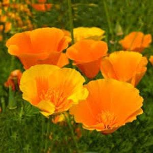 California Poppy Seeds 20 count