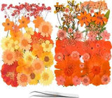 20 Types 81PCS Orange Dried Pressed Flowers for Resin -  Real Nature Flowers Her