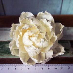 9 Peony Rose Sola Wood Diffuser Flowers 8 cm Dia. with cotton rope