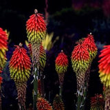 Florist Choice! Red Hot Poker {Kniphofia uvaria} Showy | Royal Castle | Cutting favorite 30+ seeds Free US Shipping! US Seller
