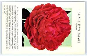 Postcard with red peony flower illustration and white border